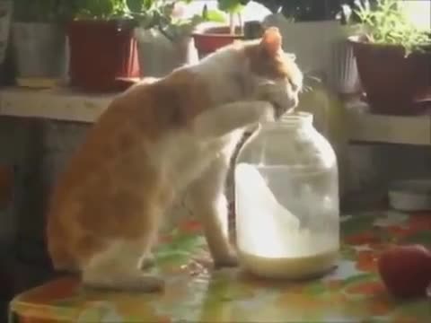 Смешни руски котки