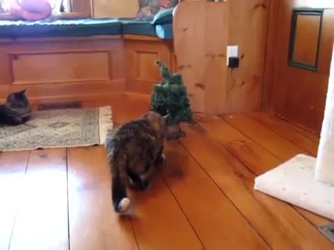 Любопитството убило котката. (смях)