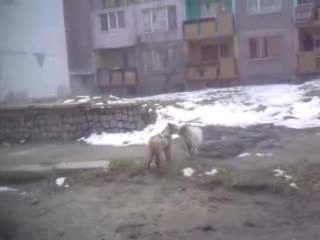 Битка На Котки