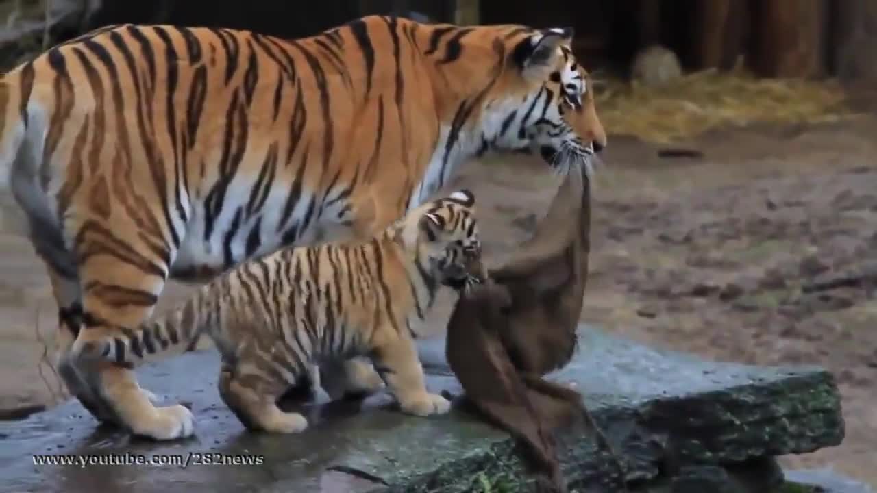 Забавно малко тигърче