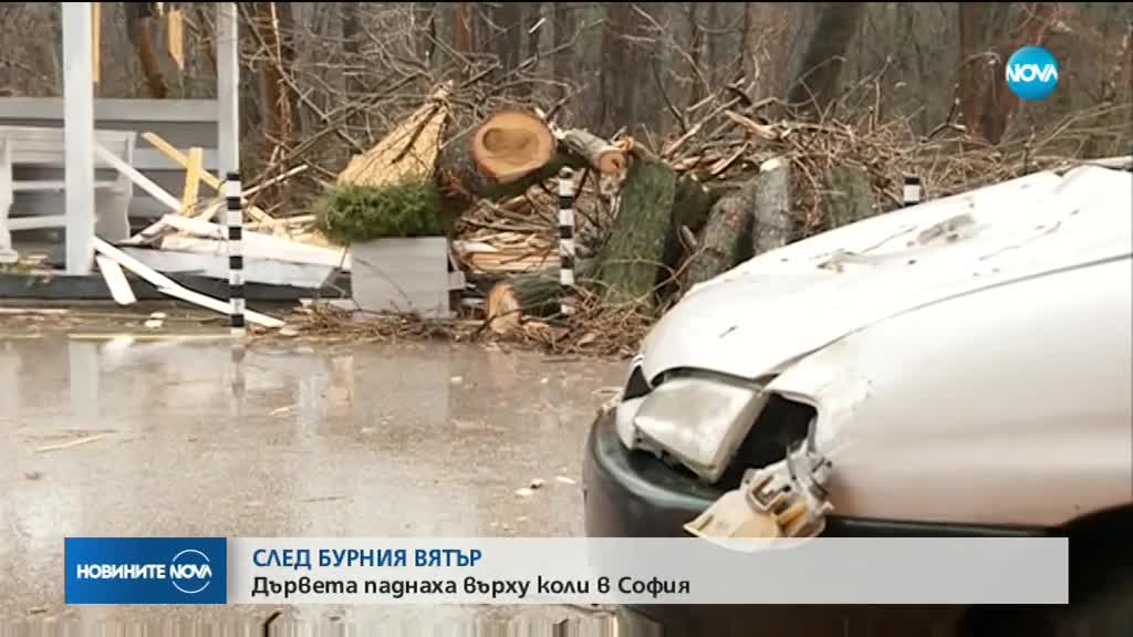 Вятърът събори 2 дървета в София, смачкани са 2 автомобила