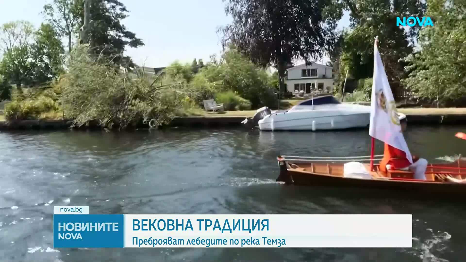 Започна преброяването на лебедите по река Темза