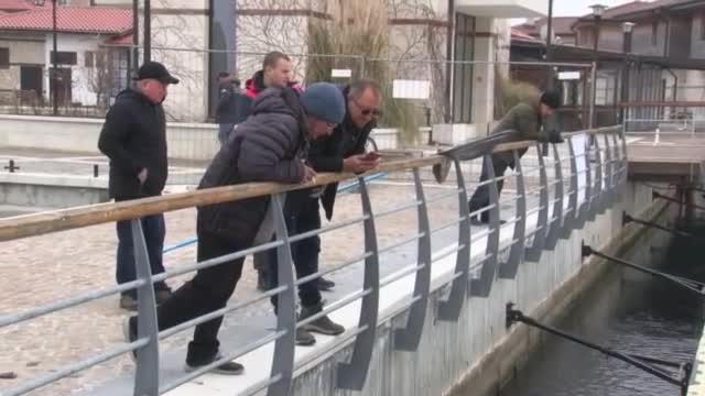 Тонове риба край пристанището в Несебър шокира хората