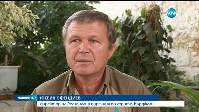 Незаконна сеч в горското стопанство на Минерални бани - централна емисия