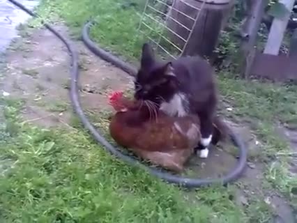 Как Котка Се Мъчи Да Изнасили Кокошка :d