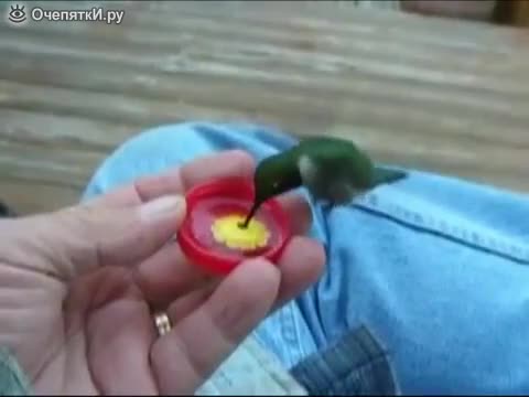 Поене на колибри с ръка
