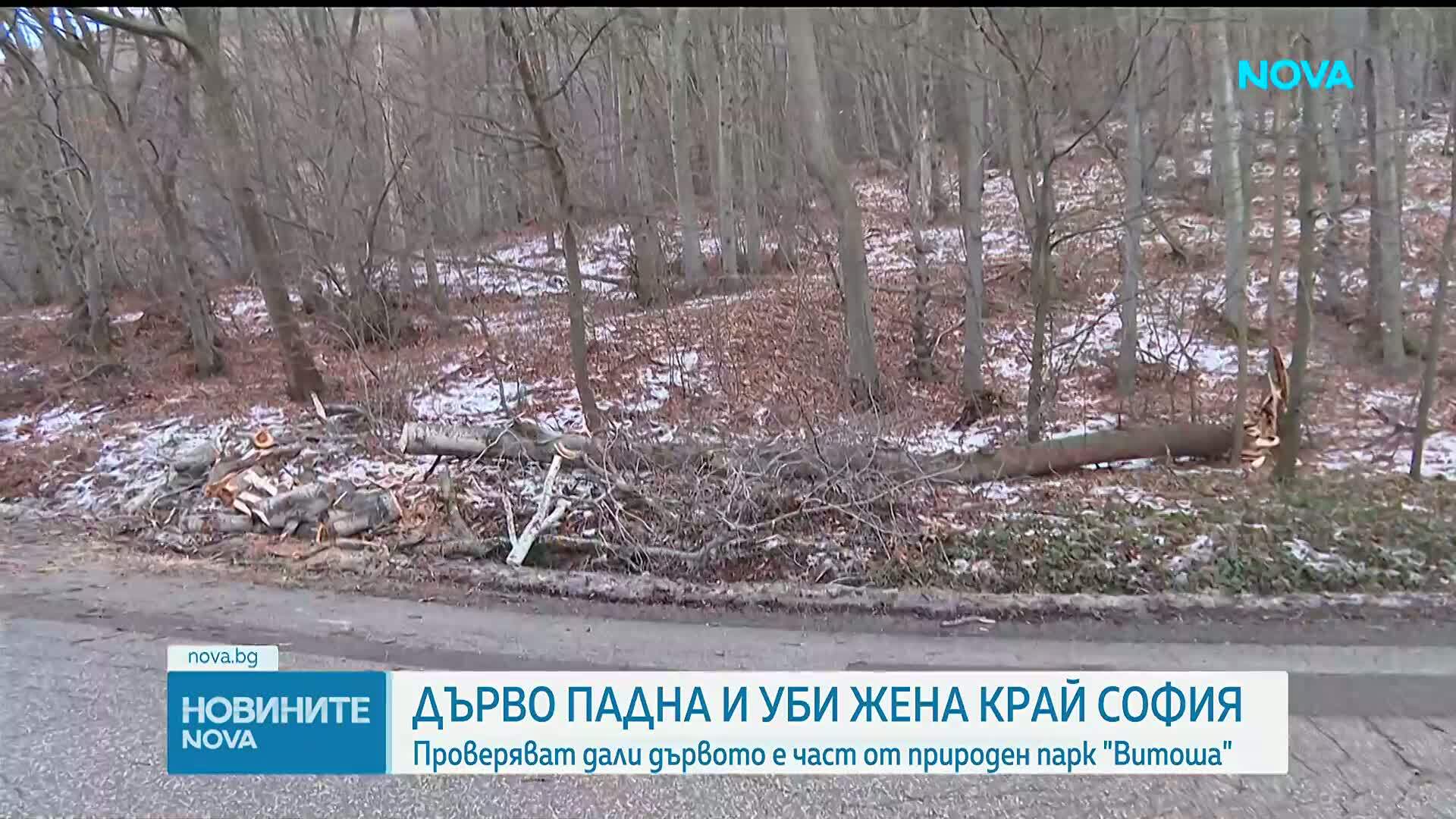 Майка на две деца загина, след като дърво падна върху автомобила в Природен парк "Витоша"