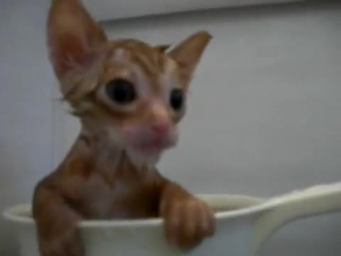 Коте се къпе в чаша 