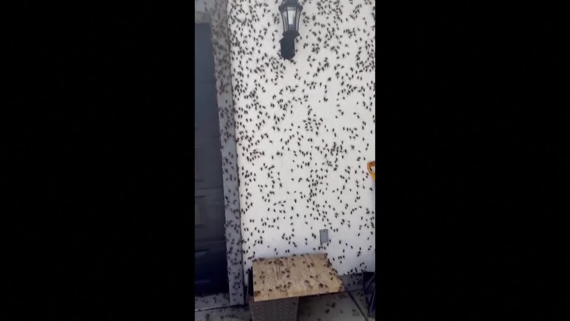 Рояк щурци покри цяла къща в Невада (ВИДЕО)
