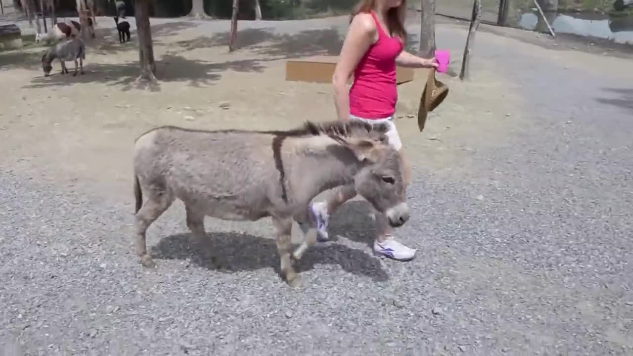 Лудница! Магаре разиграва жив екшън в зоопарк!