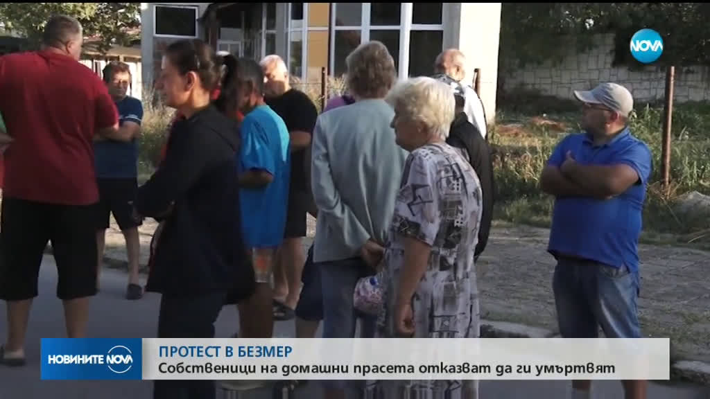 ПРОТЕСТ В БЕЗМЕР: Собственици на домашни прасета отказват да ги умъртвят