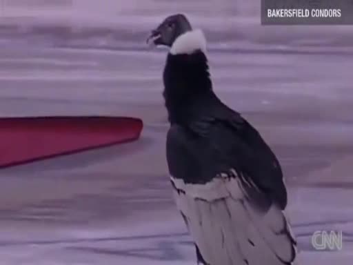Кондор вся паника на хокеен мач