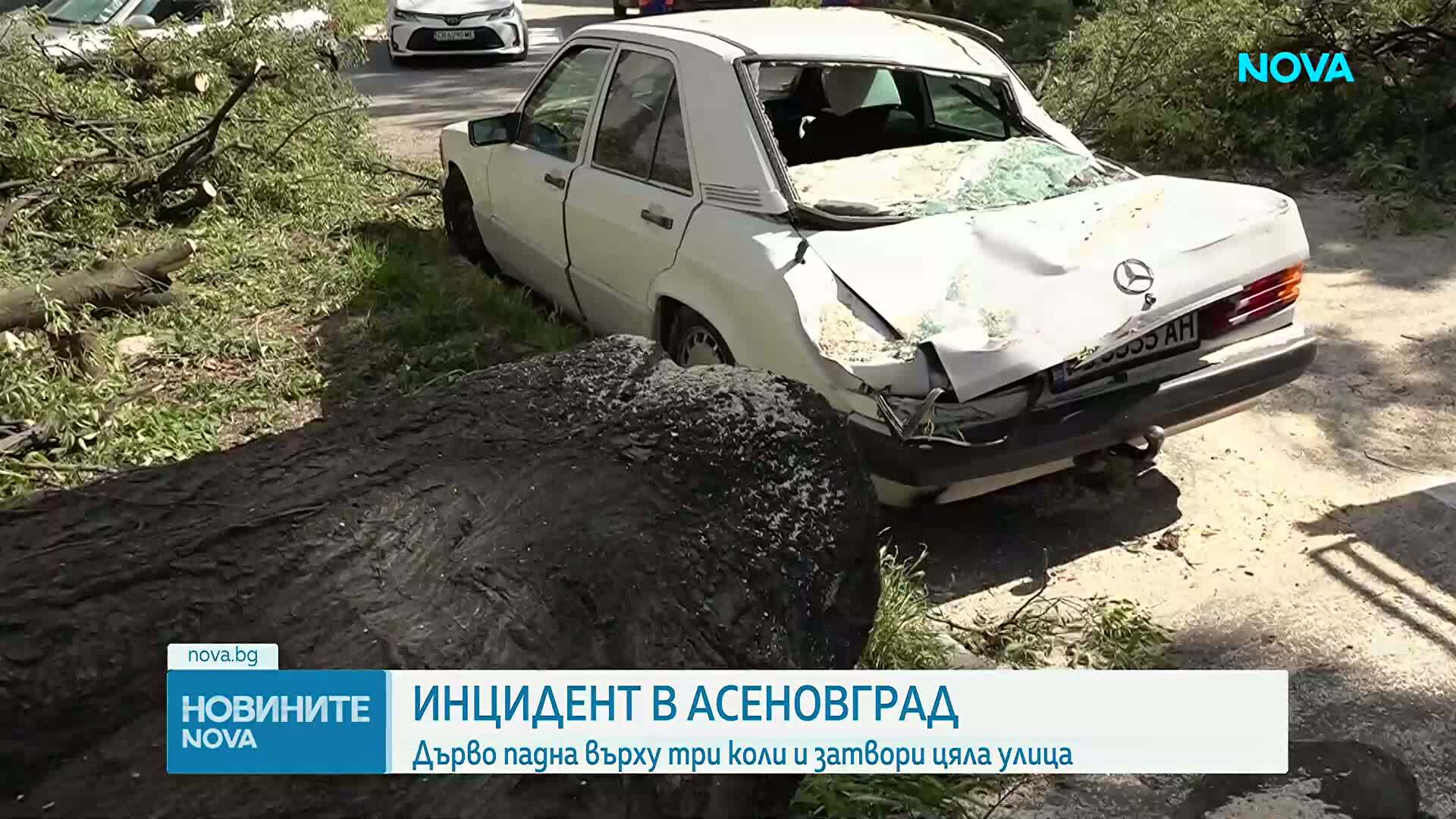 Дърво падна върху три автомобила в Асеновград