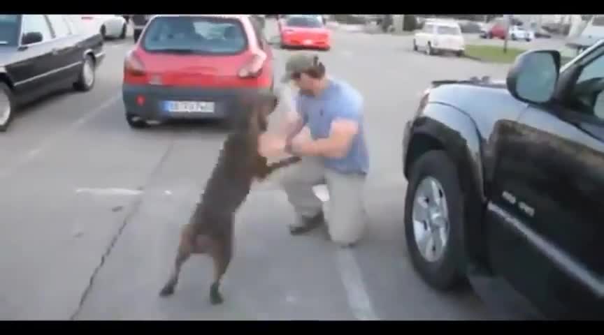 Кученцето полудя от радост !