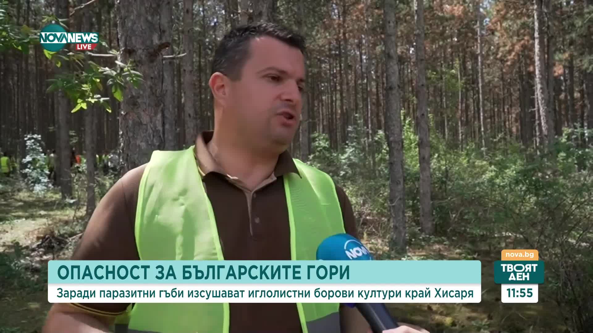 Фитопатогенни гъби вредят на иглолистните гори