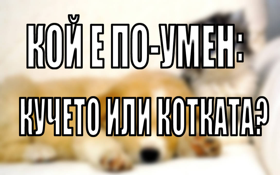 Кой е по-умен: кучето или котката?