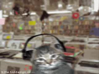 Лудите Котки Са Тук