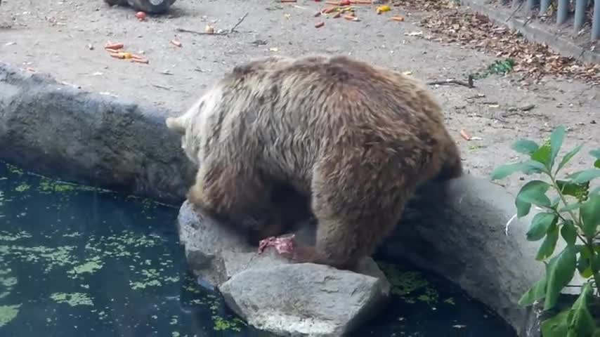 Мечка с голямо сърце спасява врана от удавяне.