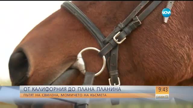 Защо една жена остави кариера в САЩ и се върна в България да отглежда коне?