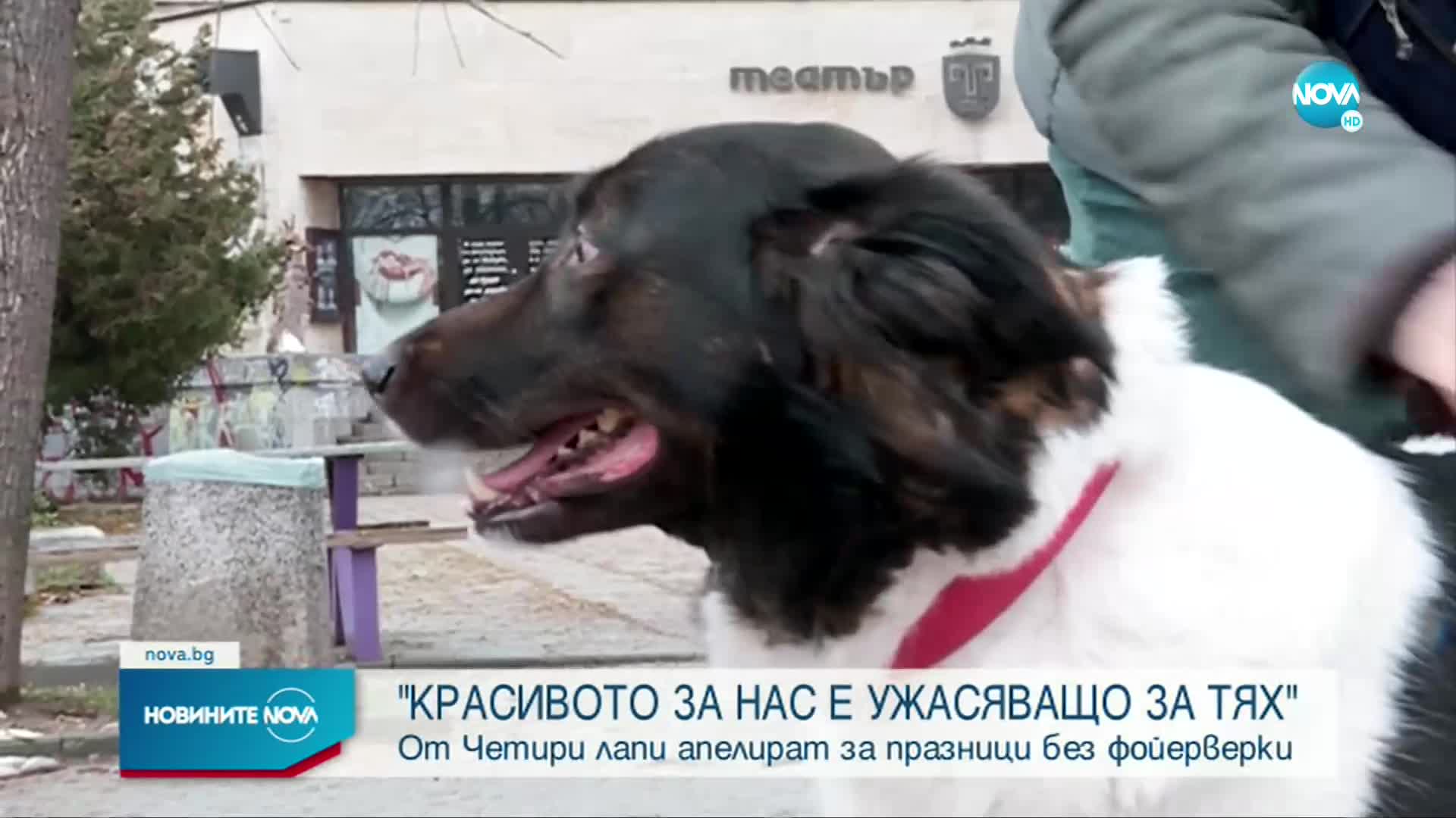 От „Четири лапи” апелират за празници без фойерверки