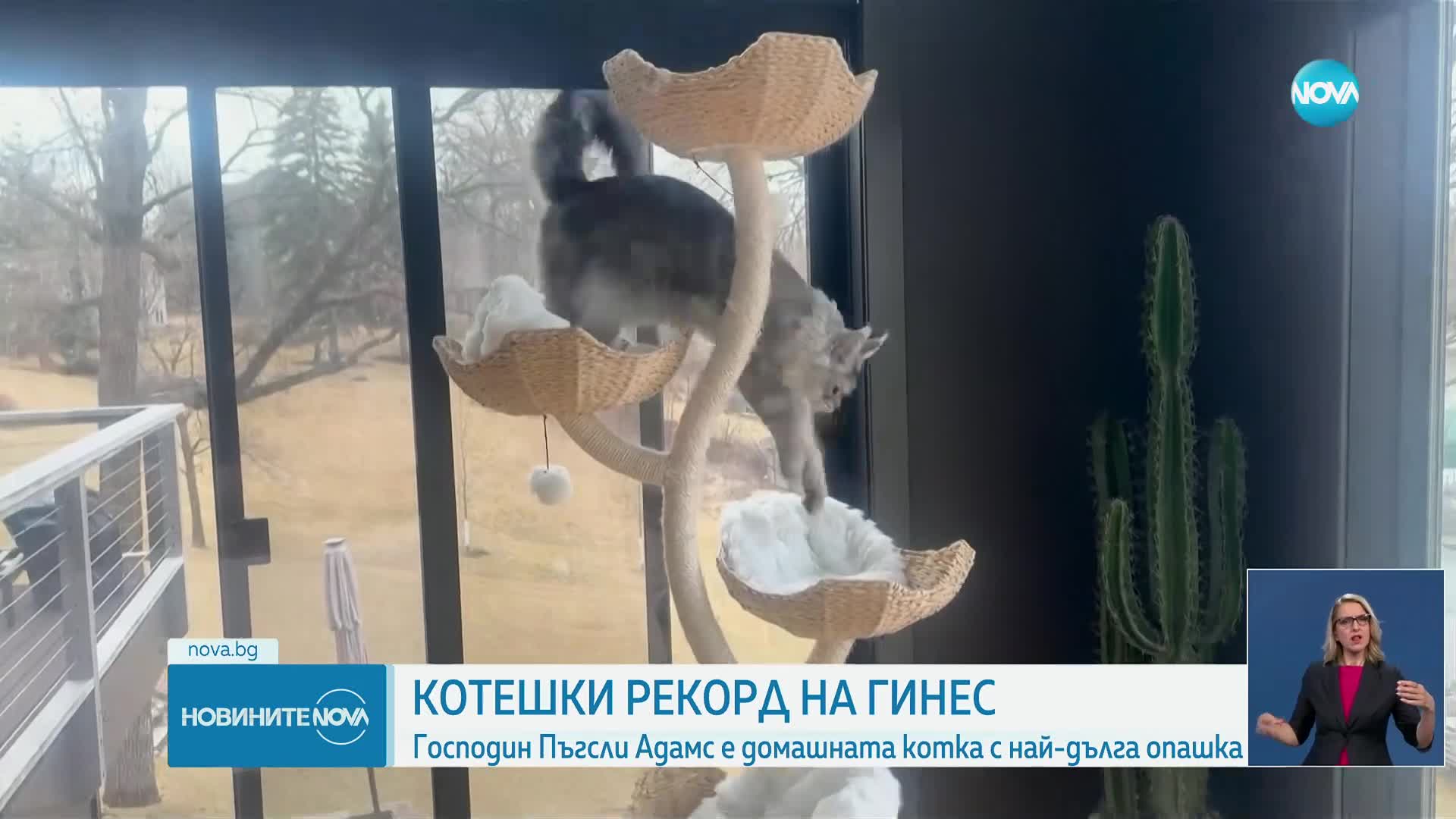 Котка стана световен рекордьор на "Гинес" за най-дълга опашка в света