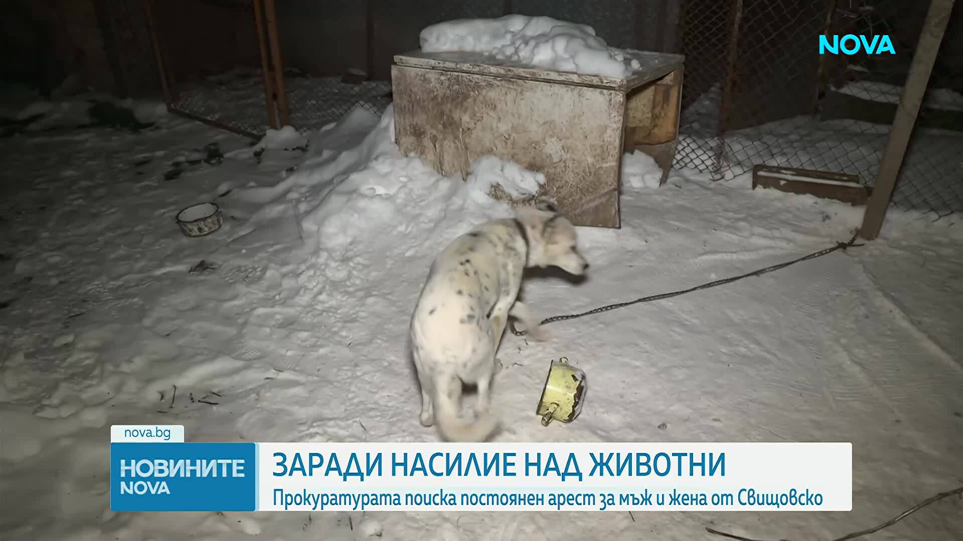 Гилотириниране, мелене, бесене: Мъжът и жената от Свищов убили 82 животни, снимали от 2013 г.