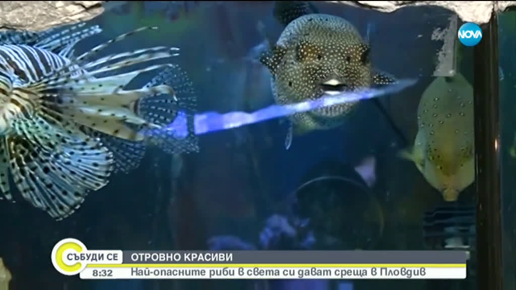ОПАСНО КРАСИВИ: Най-отровните риби в света си дават среща в Пловдив