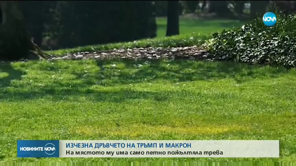 Изчезна дръвчето, което Тръмп и Макрон засадиха в Белия дом