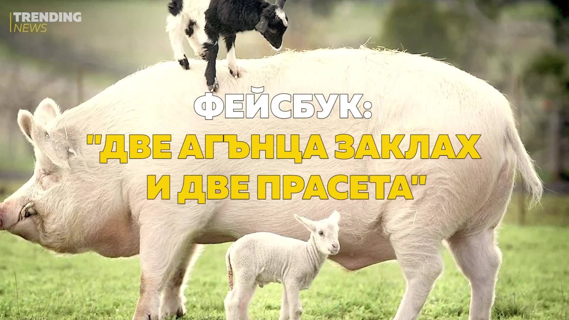 Фейсбук: "две агънца заклах и две прасета"