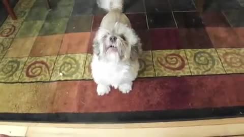 Куче лае много смешно!.
