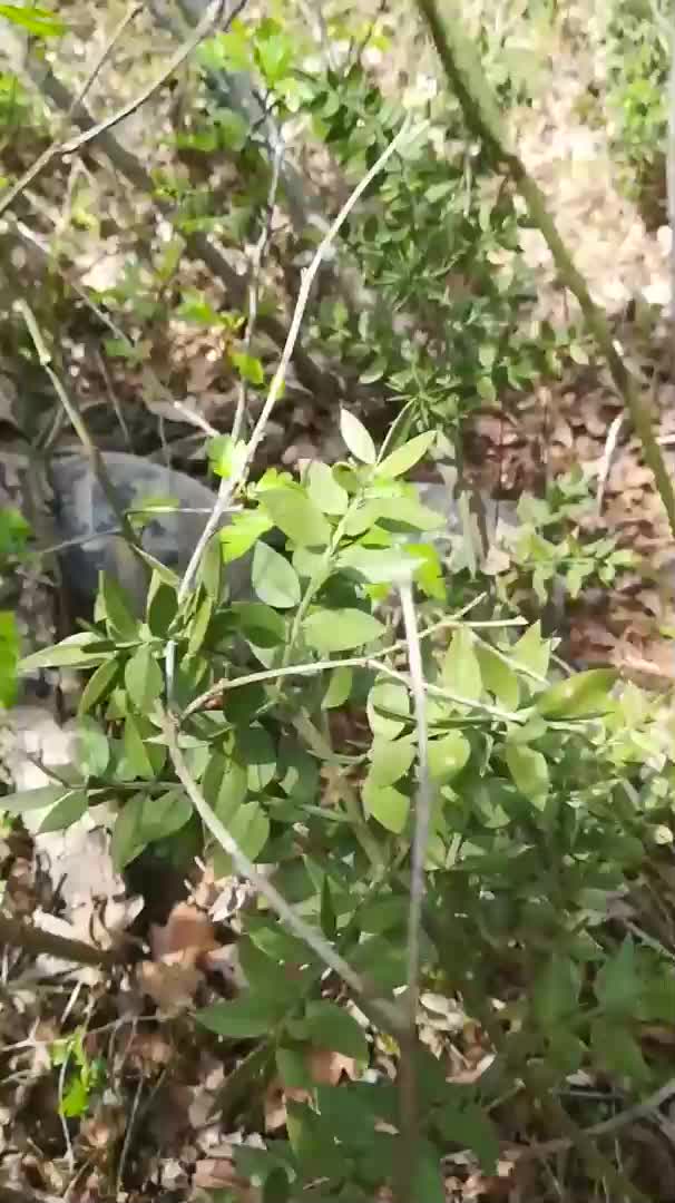 Костенурки