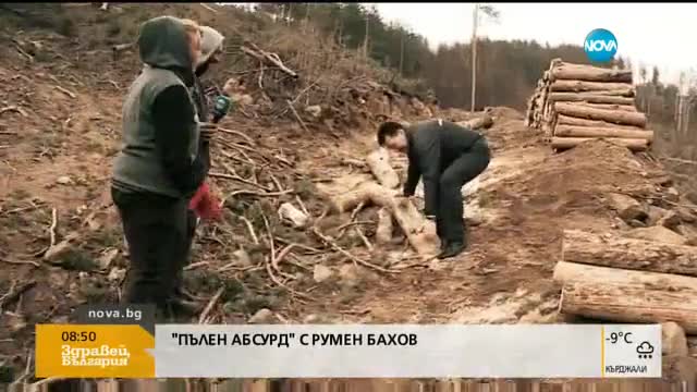 "Пълен абсурд": Дървосекачи по неволя