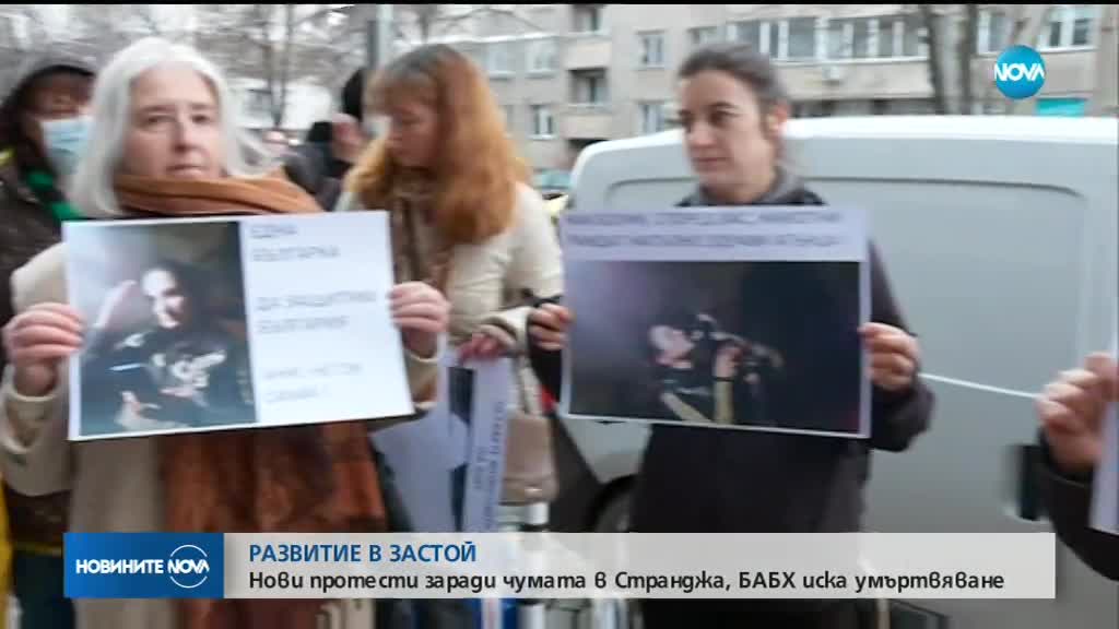 Нови протести заради чумата в Странджа, БАБХ иска умъртвяване