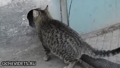 Котка вади дълга тръба, за да може да мине