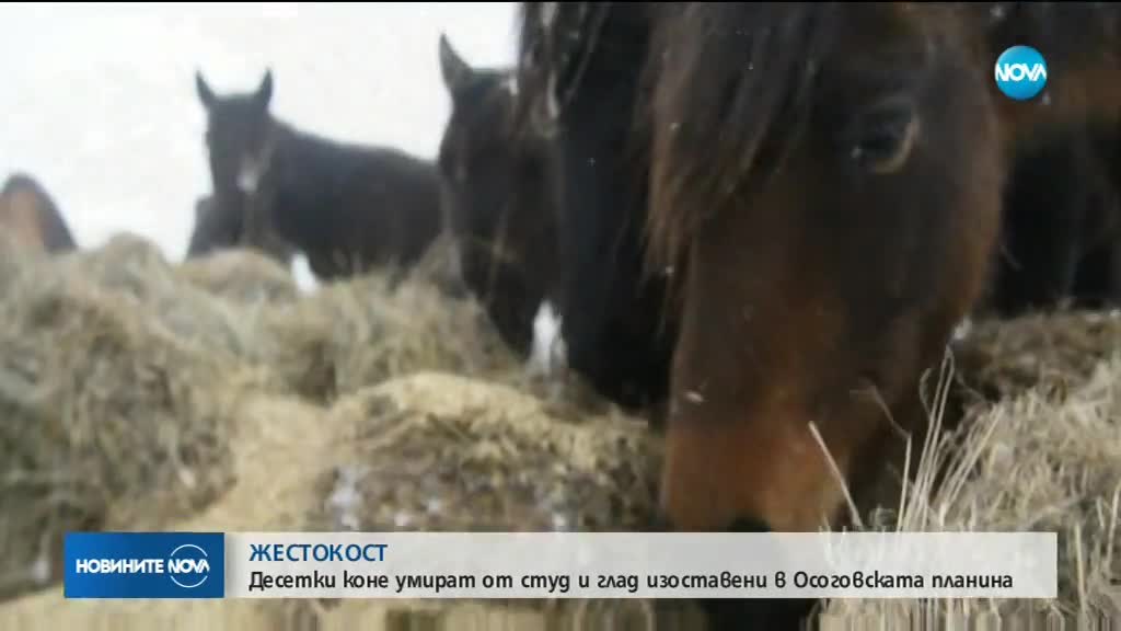 Десетки изоставени коне умират от студ и глад в Осоговската планина
