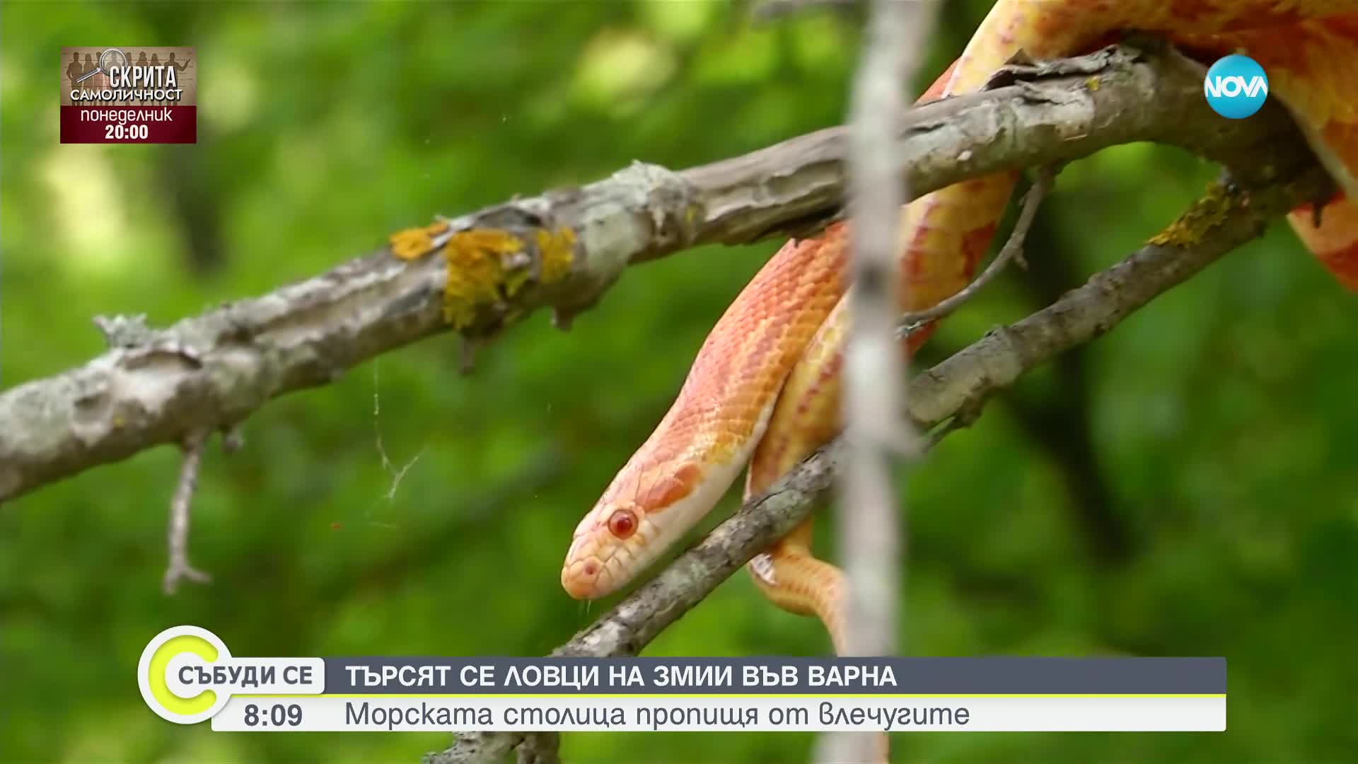 Във Варна търсят ловци на змии