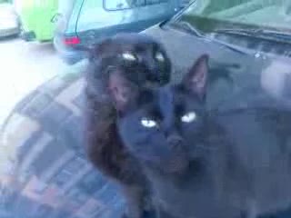 Влюбени котета - колко сладко :)