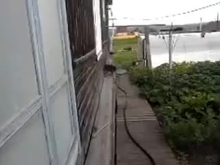 Русия!куче пренася котка!