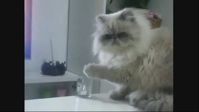 Thug Life #1 част 1 - ва (смях)