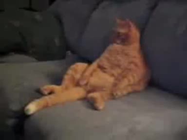 Mързелива Котка Която Гледа Тв
