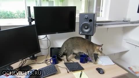 Котка знае как да получи храната си от домашен вендинг автомат