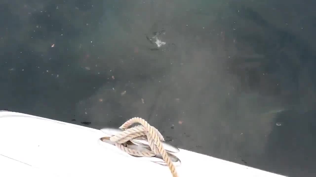 Да получиш изненада по време на разходка с лодка ...