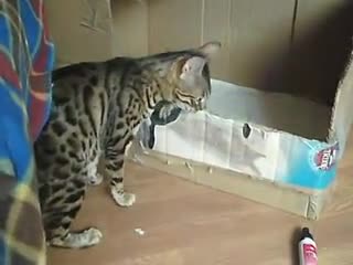 Котка се кара на малкото си!