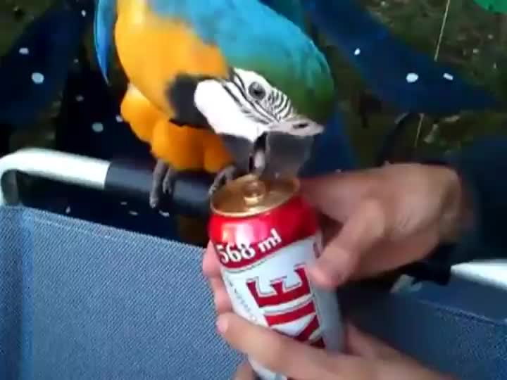 Възпитан папагал отваря кенче бира за стопанина си!