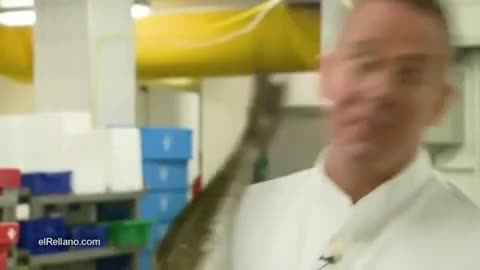 Риба шамаросва готвач