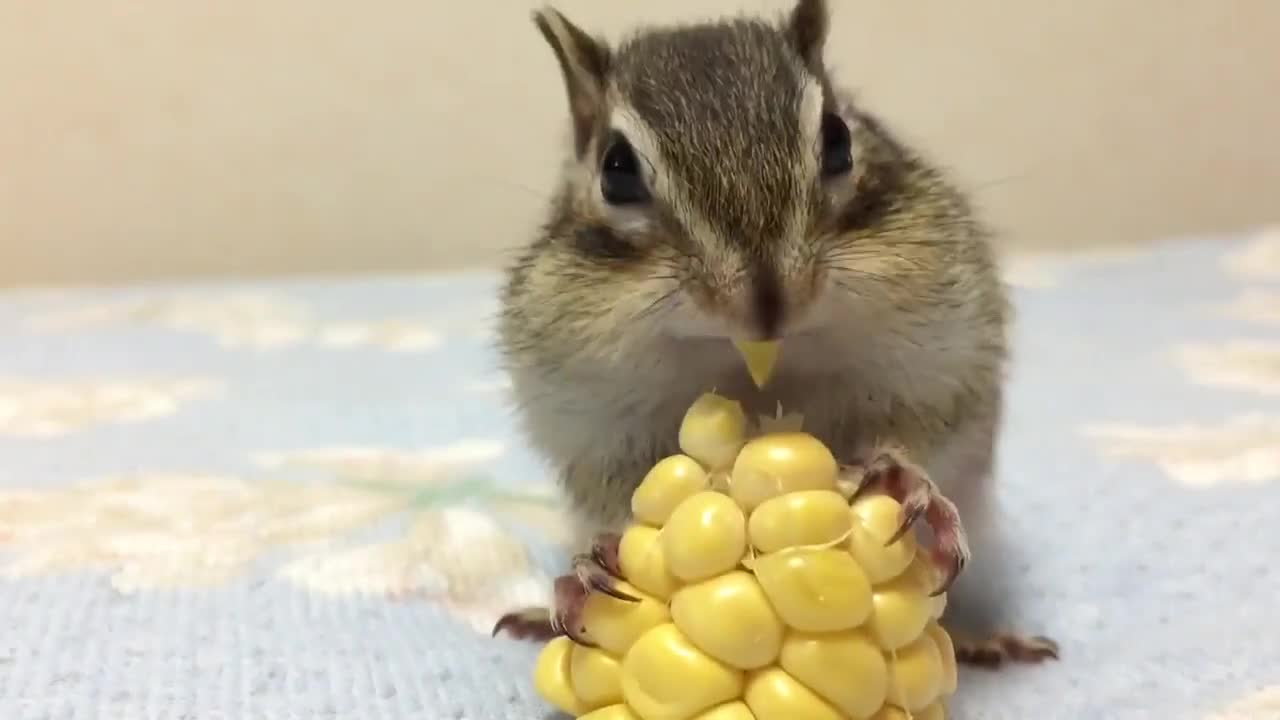 Сладка катеричка