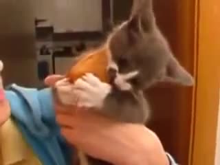 Моето си е мое ! - Котешки закон !