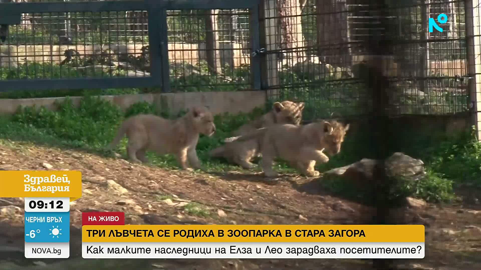 Показаха бебетата лъвчета в зоопарка в Стара Загора