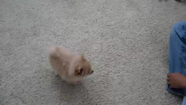 Коте се страхува от малко кученце!
