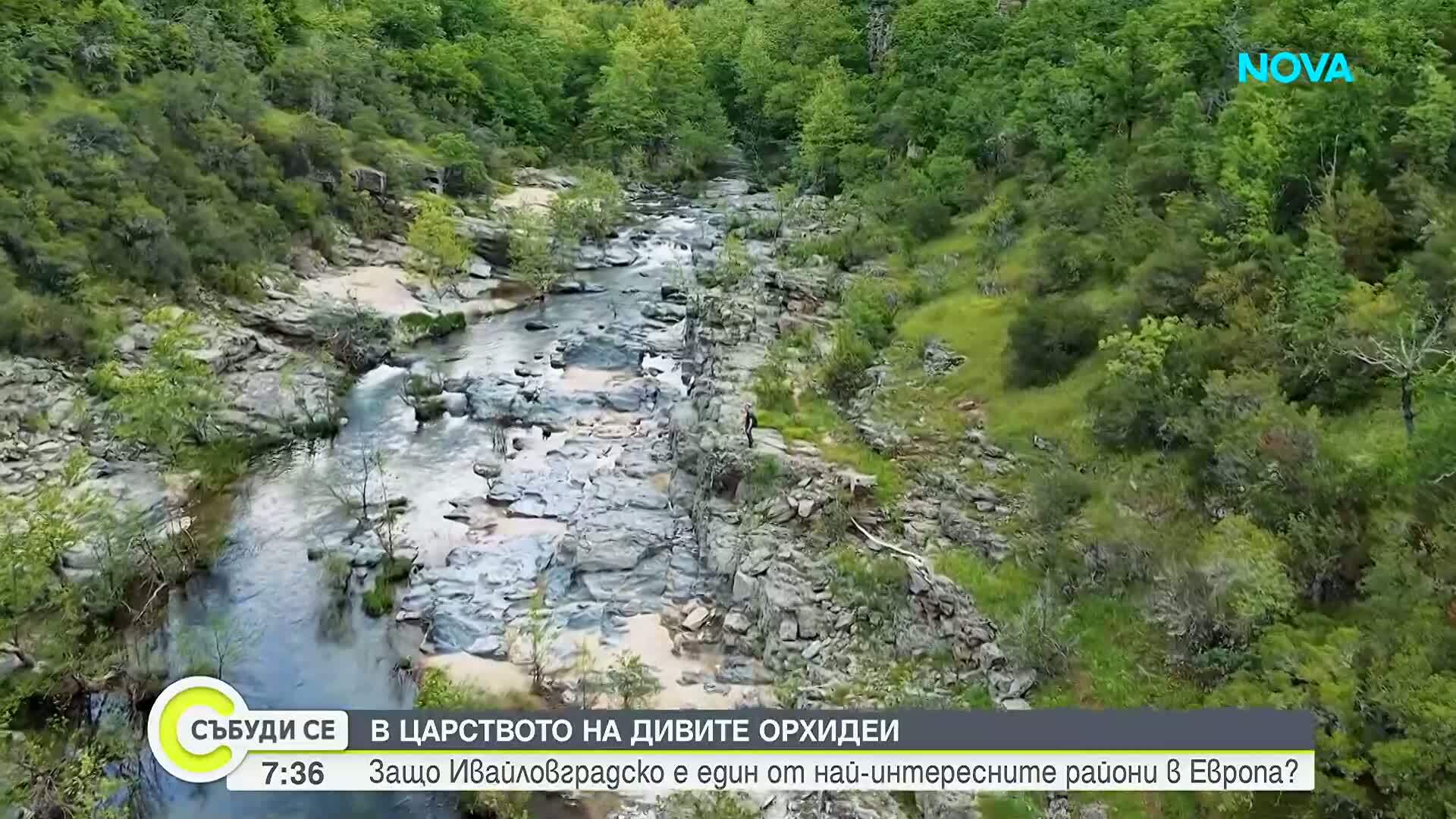 В царството на дивите орхидеи: Защо Ивайловградско е един от най-интересните региони в Европа (ВИДЕО)